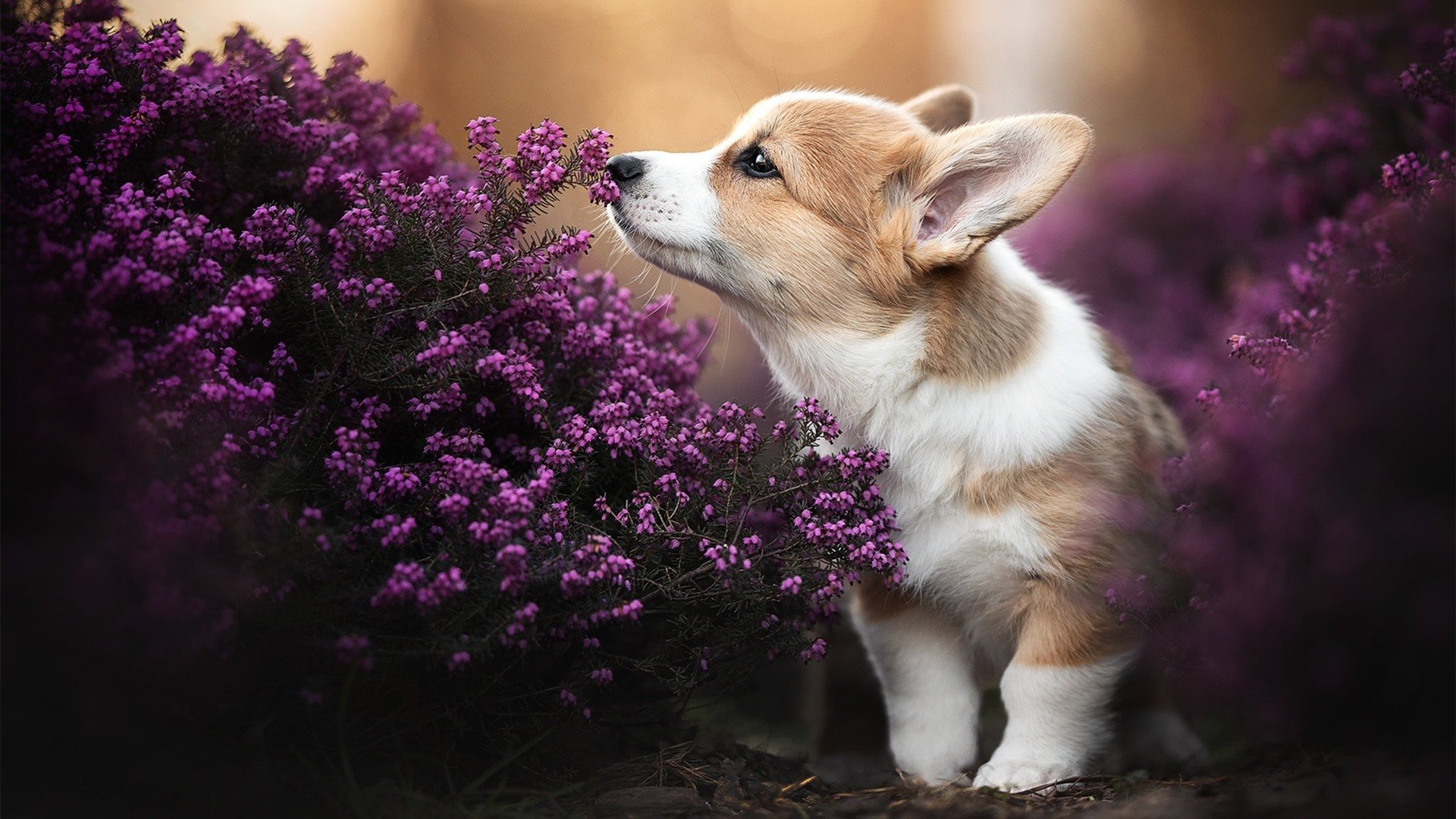 _生态水上运动天堂:自然与运动的完美融合_,水上运动发展