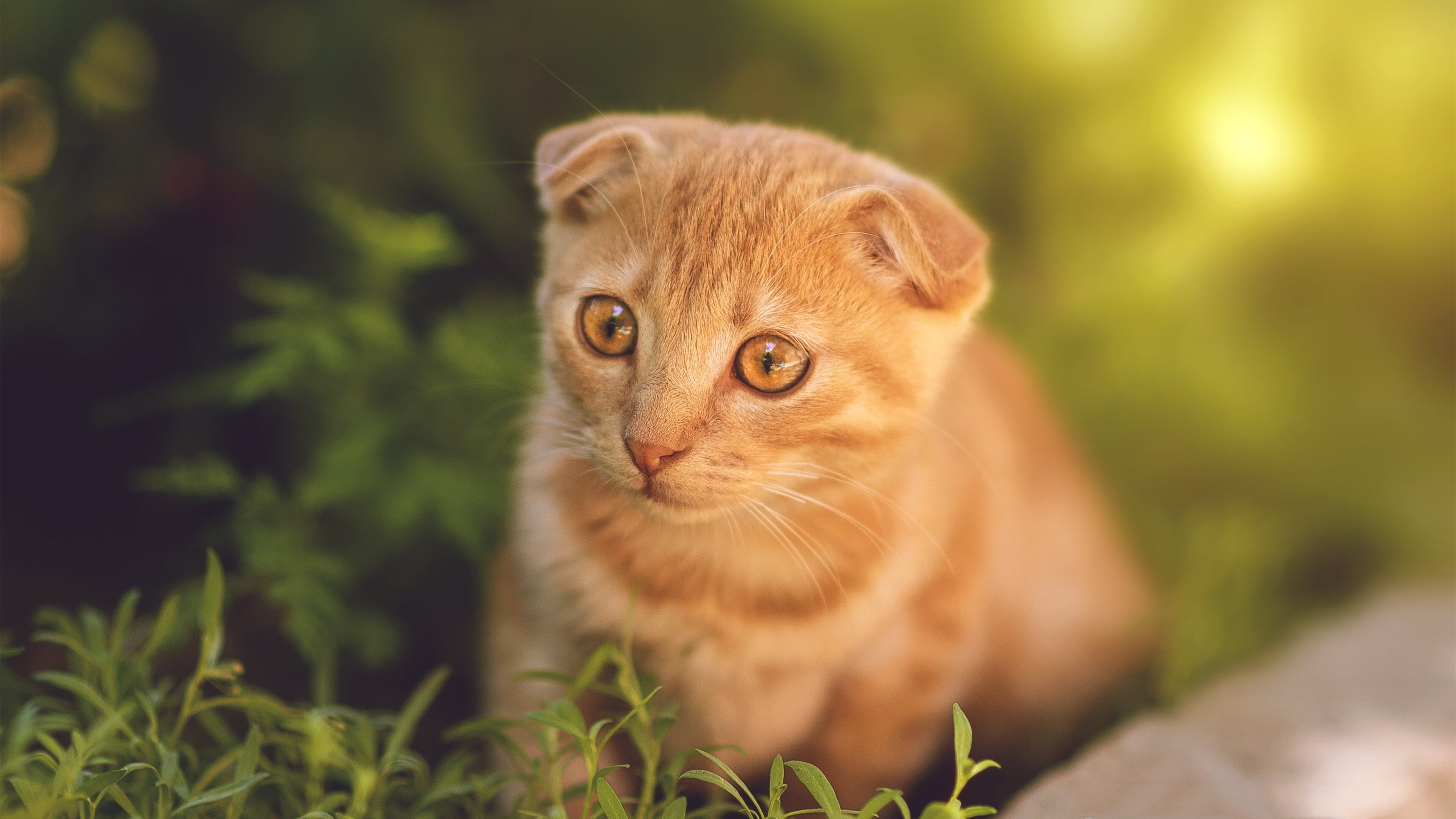 _生态运动公园:在自然中畅享运动时光_,生态体育主题公园