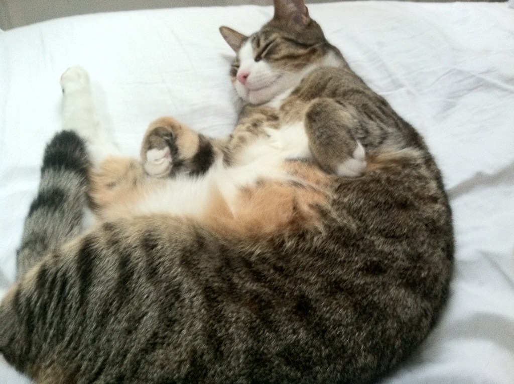 _电动滑板比赛:城市速度新宠_,电动滑板2021新规