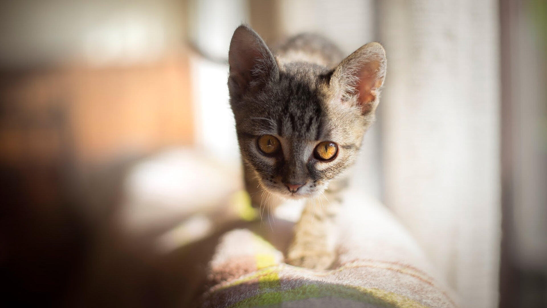 “全场激情：最燃比赛瞬间排行榜”，激情燃烧的歌曲有哪些