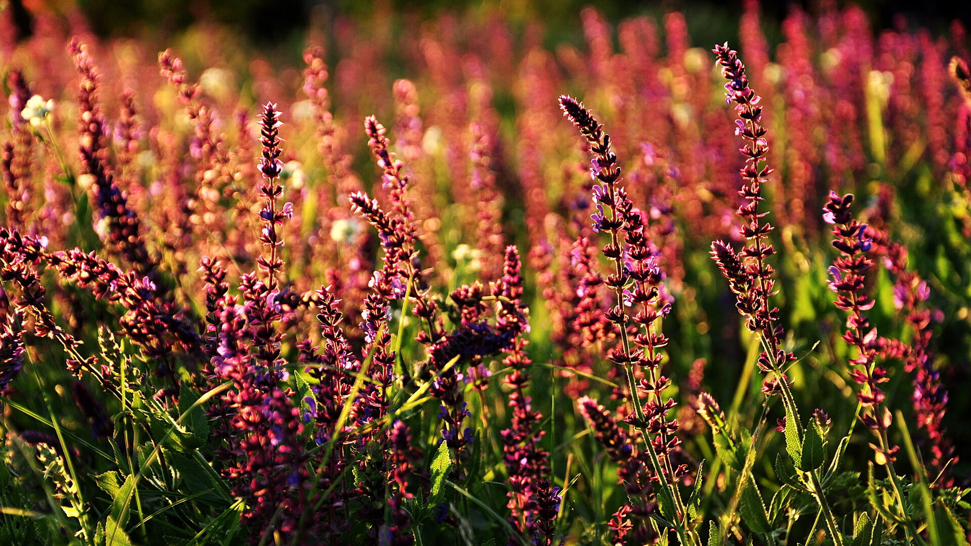 “青少年足球明星训练营火热开班”，青少年足球培训招生渠道