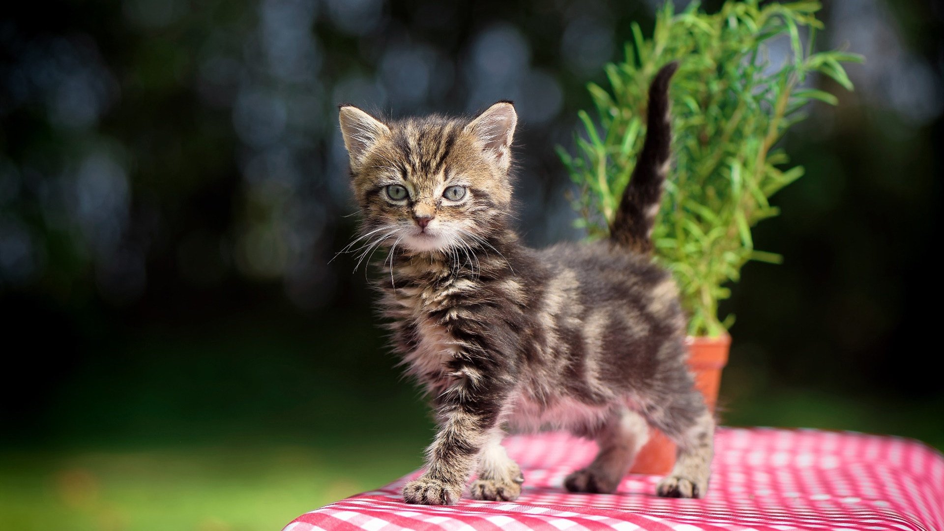 《【新生态】电竞+电竞内容、娱乐、音乐融合多维发展》，电竞生态体系都有哪些