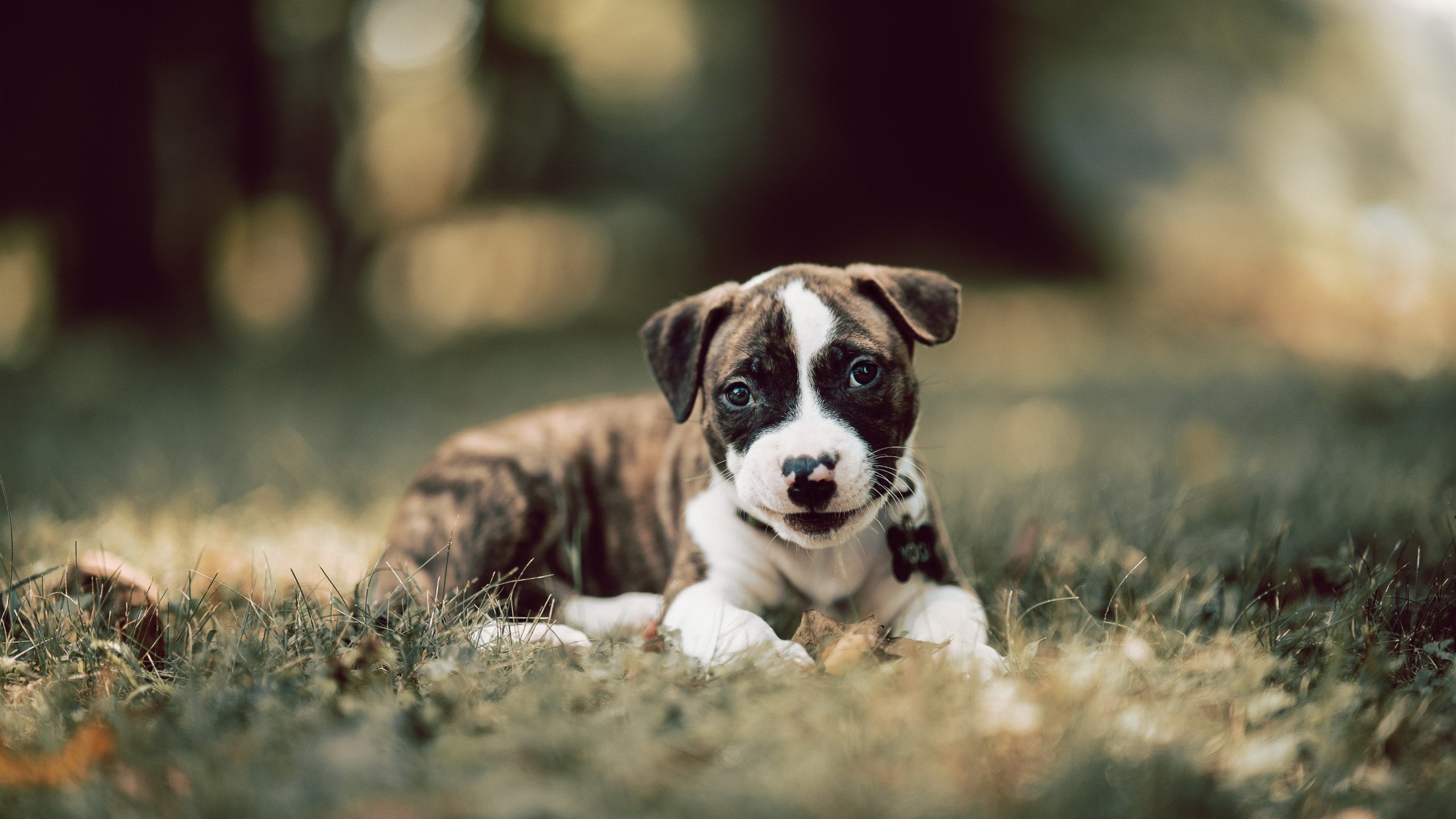 Kaiyun APP-守望先锋 联赛积分榜竞争白热化，守望先锋联赛预测积分